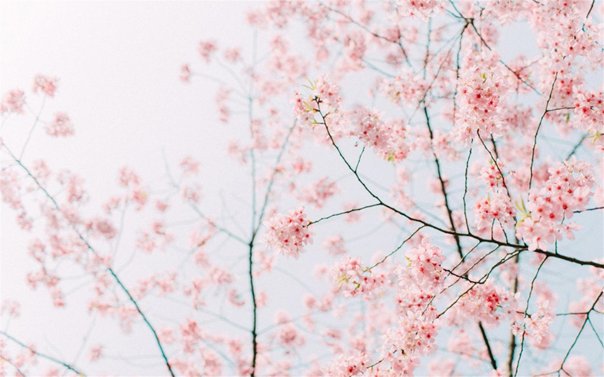 �Ƚ���������Ϣ���ŵ�Ů������ �߹������ʵ�Ů�����ִ�ȫ