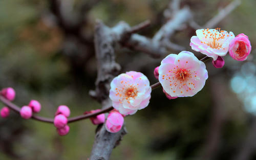 �չ�Ů���������Ŵ��������ͣ��������˾��޵�Ů������