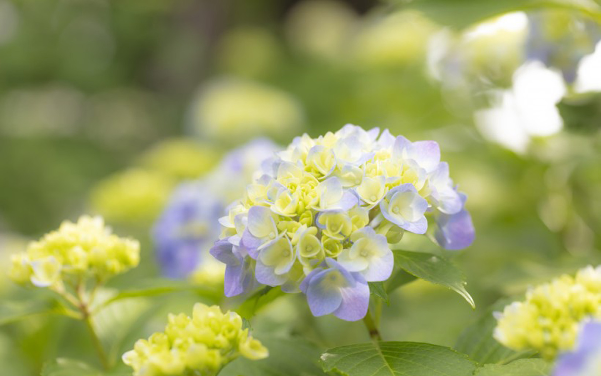 �ջƵ��к���ȡʲô���ֺ��� �ջ��к���ӱ�к���������