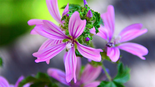  ����Ů����ʫ������ִ����ͣ�����Ů��Ψ�����ִ�ȫ