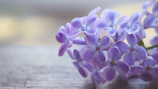 ���Ĳɵ�ʵ��к����ֳ��������ͣ��ɾ���ʫ�����������