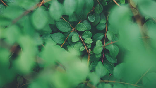 ����Ů������2021����ţ��������ţ����Ů���������