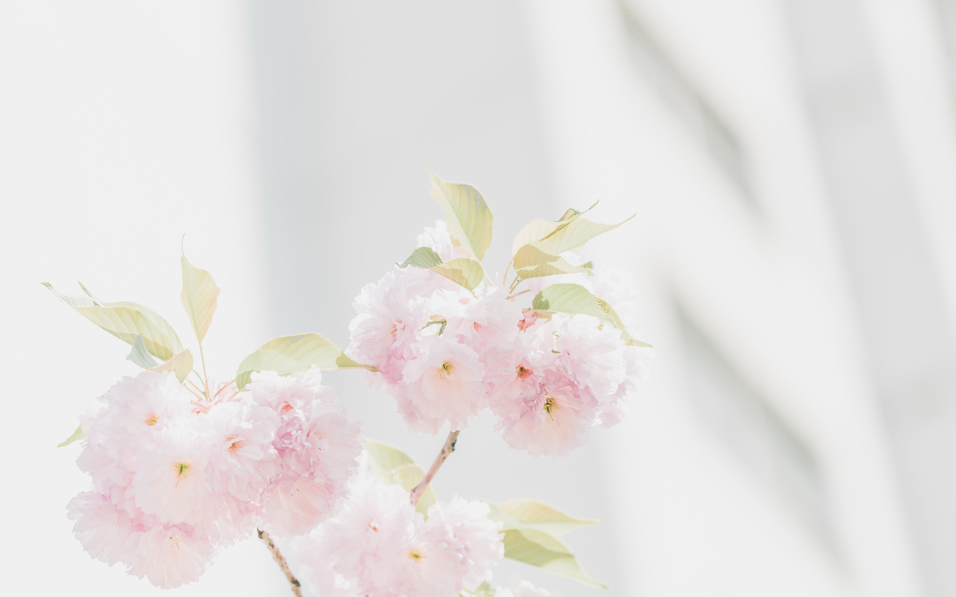 �պ���Ů�������������ں��� �պ�100��Ů������