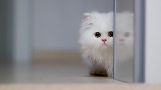 ѫ��ȡ���ĺ�����ʲô����ѫ�ֵ��к����ִ�ȫ