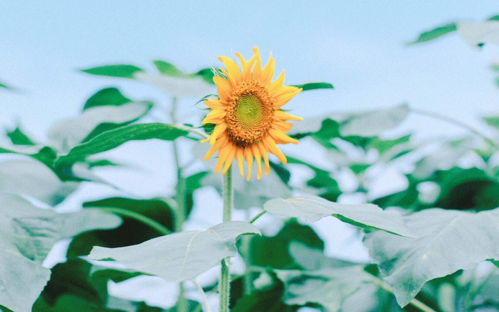 ���������е�Ԣ�⼰���� ��ȡ���ִ�ȫ�к�����