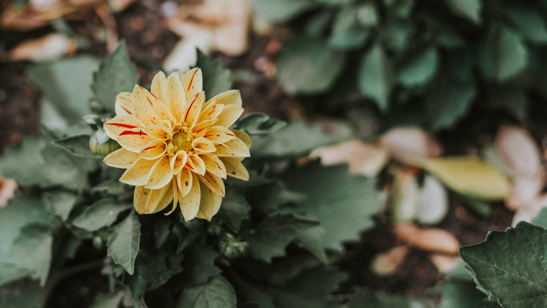 �ʺ�Ů���ӵ��������Ŷ�ׯ���� ţ��Ů�������к���������