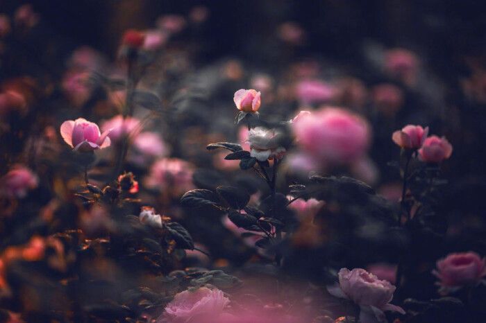 ����ȡ������˼�ͺ�����ʲô�������ֵ��к������Ƽ�