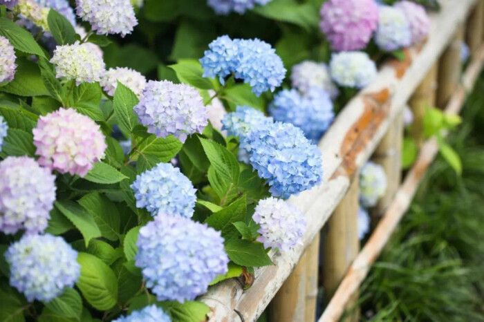 �����������ķ���Ů�����֣�����Ů�������������