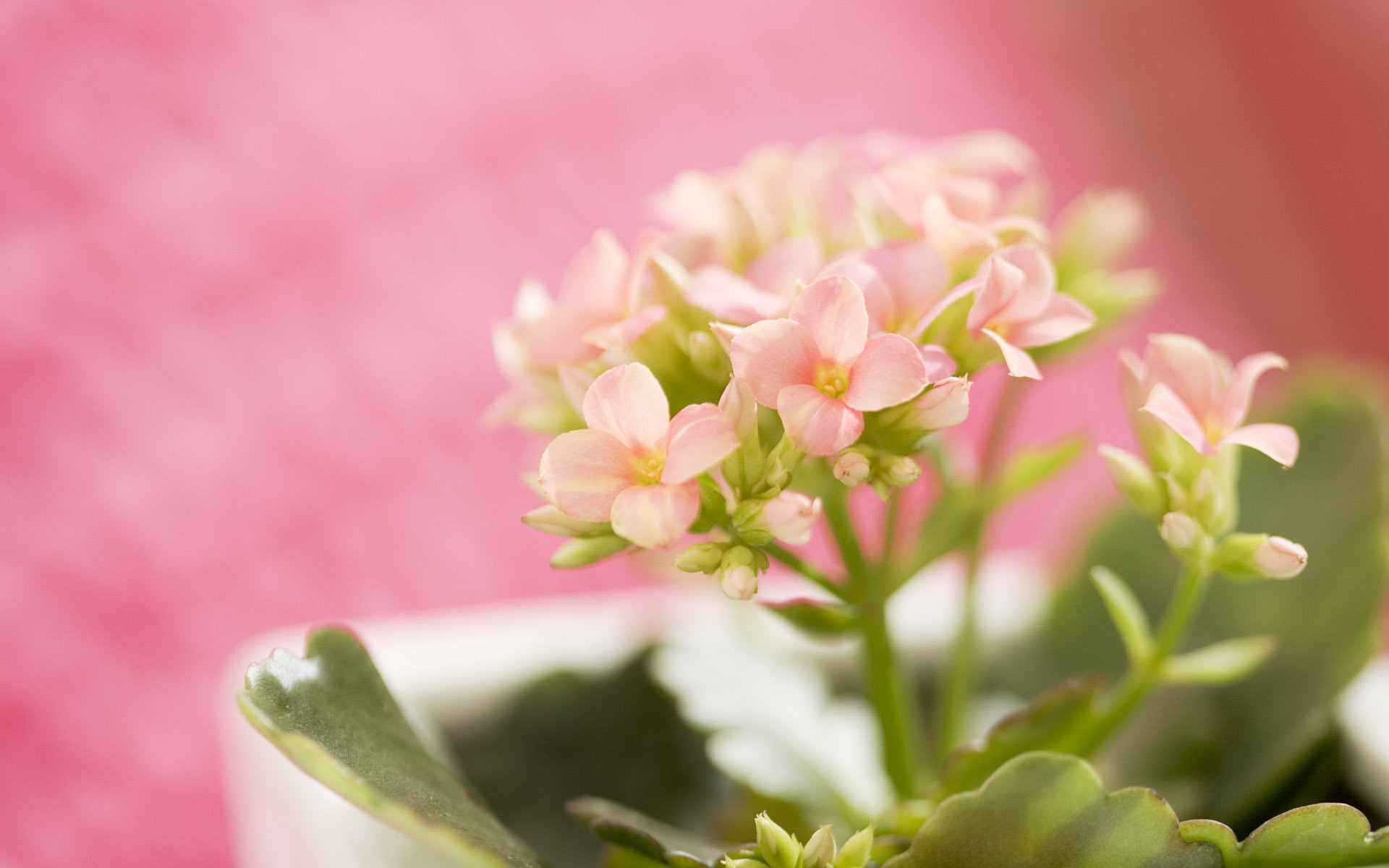 �к�ȡʲô���ֺ������й��� �к�ϡ���������������ִ�ȫ