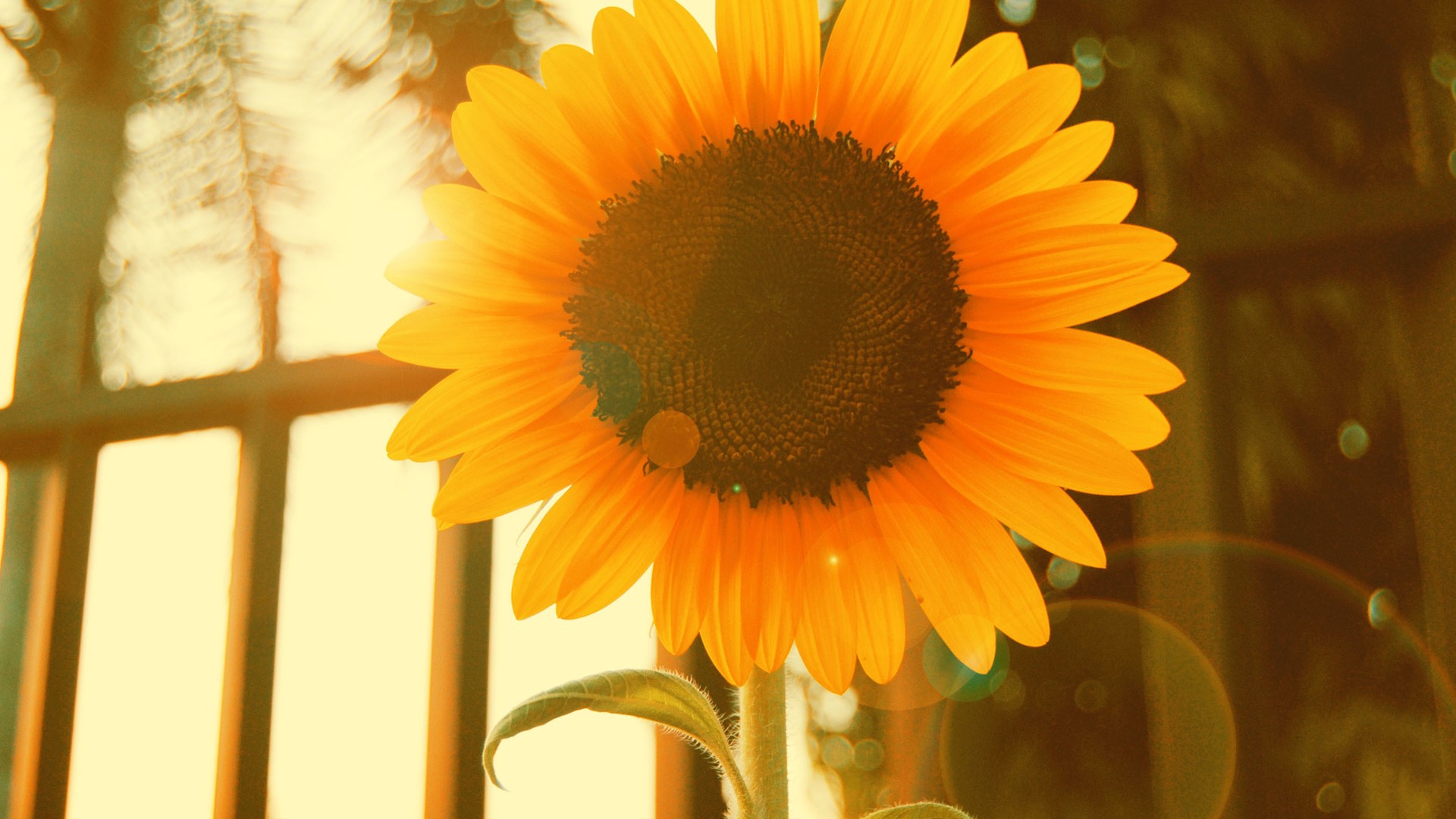 �����к���ʫ�����������Щ ���ն�����ӱ100�ֵ��к�����