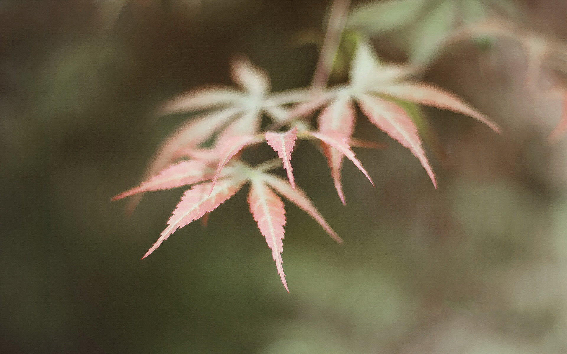 Ԩ��ȡ��Ԣ�⼰������� Ԩ��ȡ����Ԣ��õ��к�����