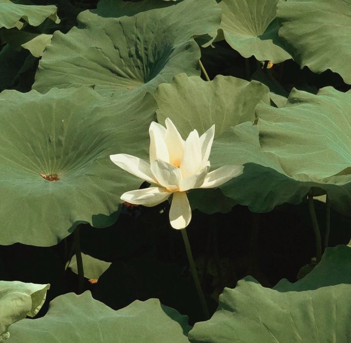 ������ˮ���к����ִ����ͣ�����ȱˮ100���к�����