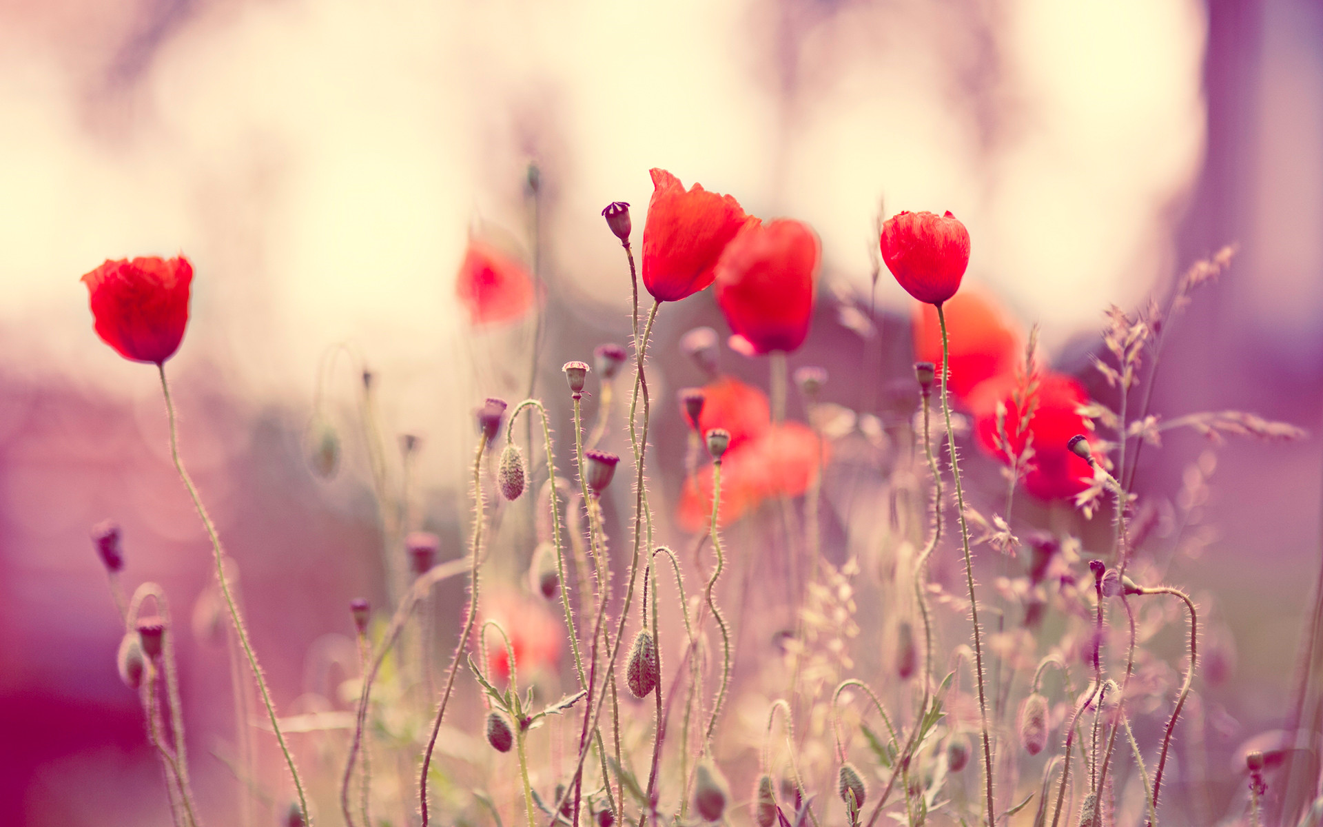 ����Ψ����������Ů������ ����ȡ����ȫŮ�����ִ�ȫ