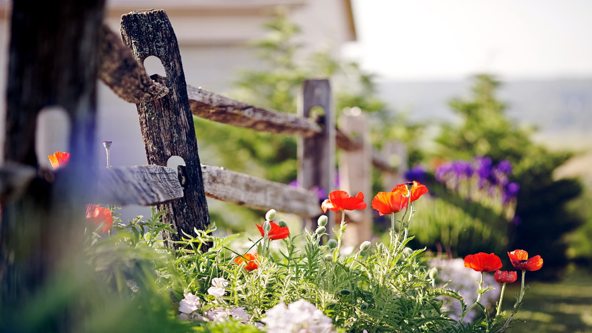 �����Ĺŷ��к�������ʫ�� �������ŵ��ں��к����ִ�ȫ