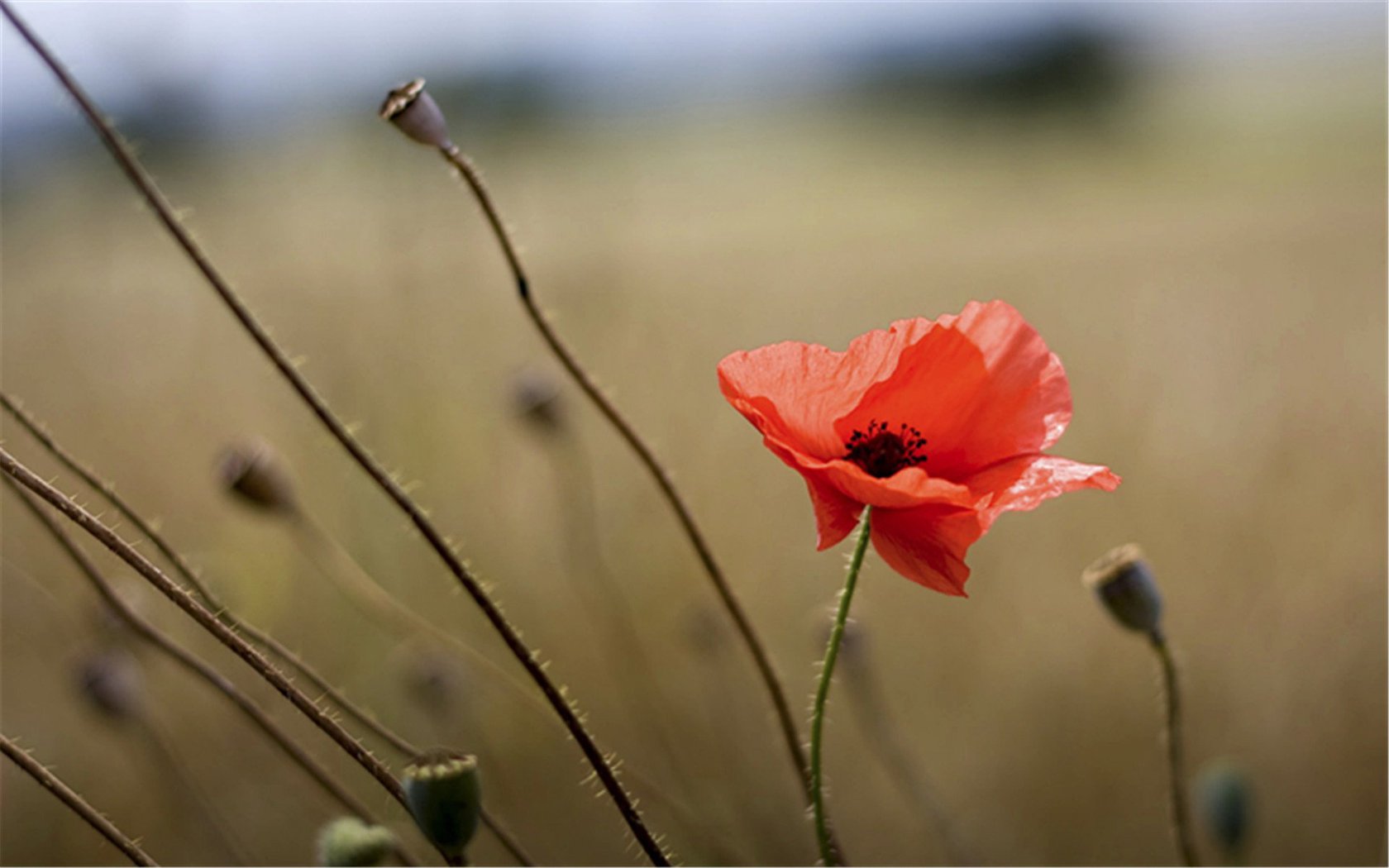 �ջƿɰ����õ�Ů����������Щ ����˳�ں���Ů�����ִ�ȫ