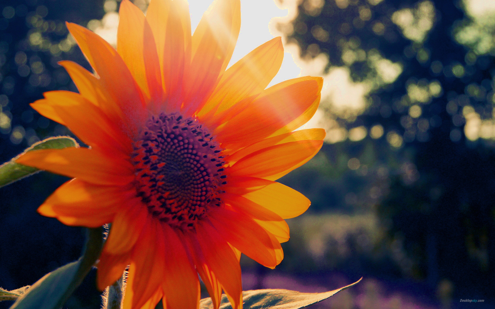 �к������к��������ִ����� Ԣ�����������к�����