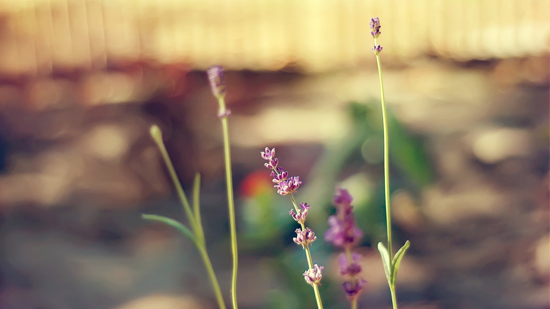 ����Ԣ�����ʫ���Ů������ ����95������Ů�����ִ�ȫ