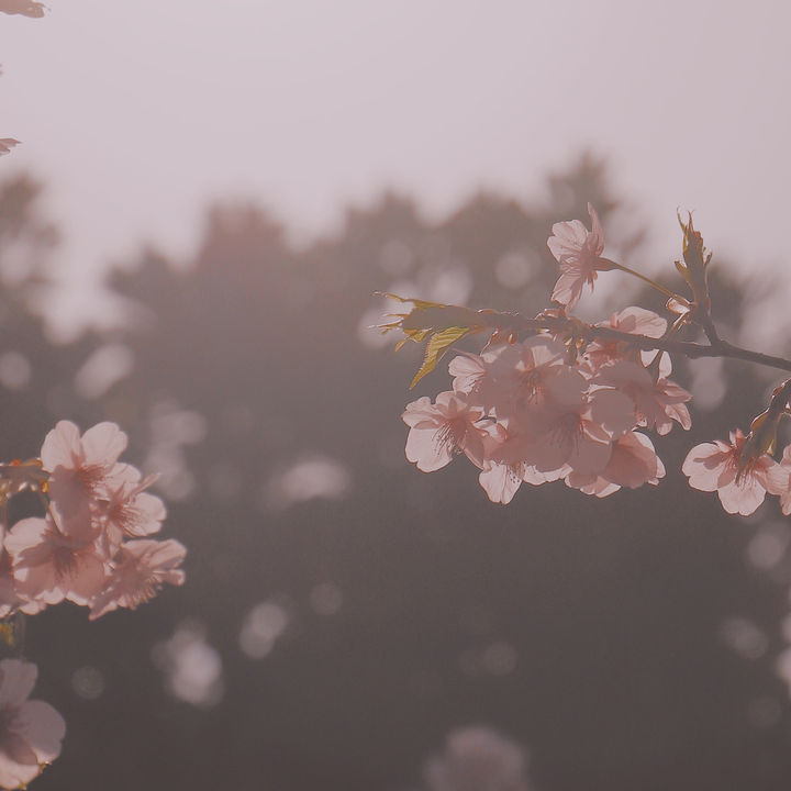 Ԣ�⳯���ֹ������Ů�����֣������г�����Ů������