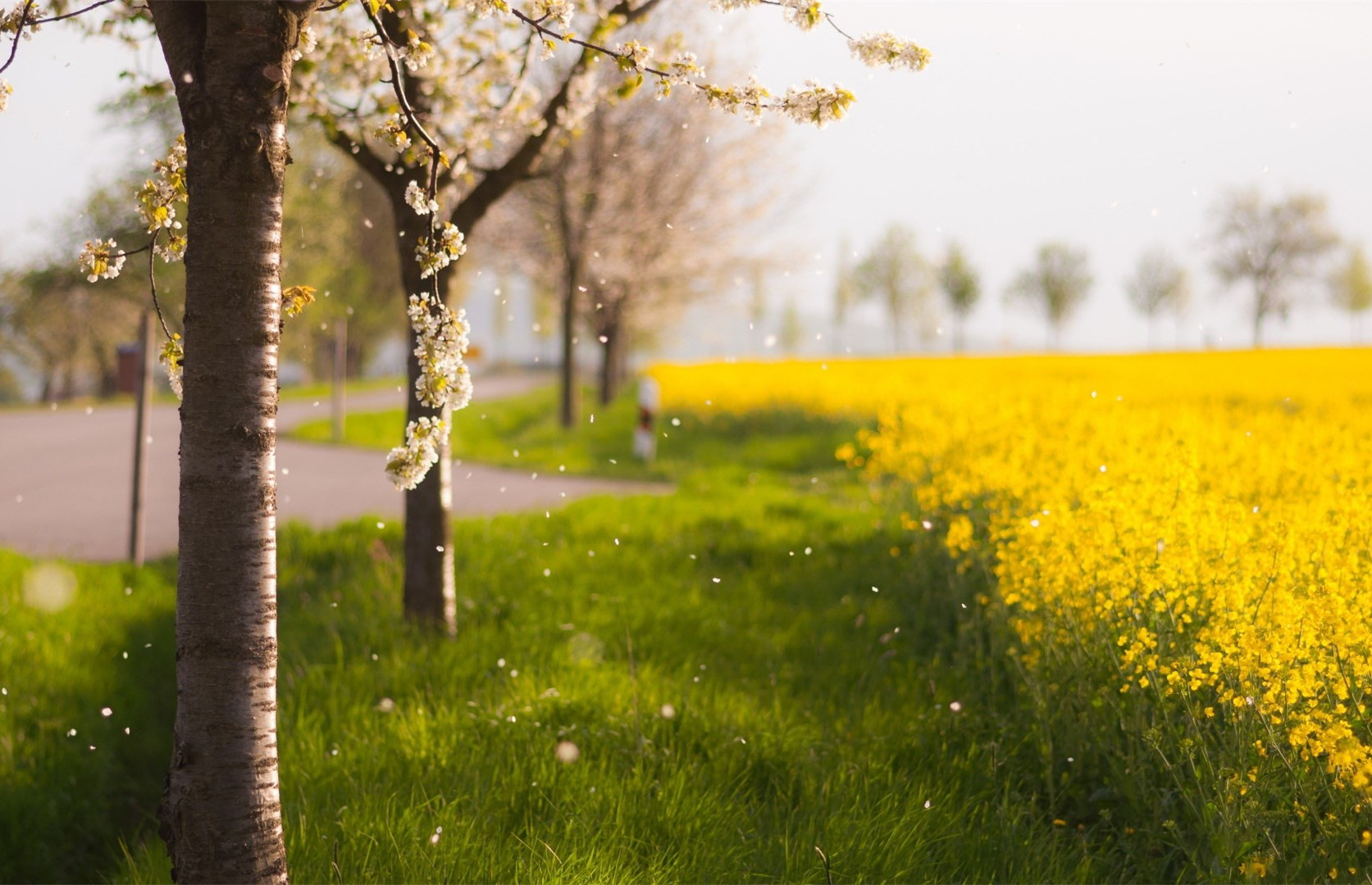 ����ȱľ���к�������ô�� ������ľ�к������к�����