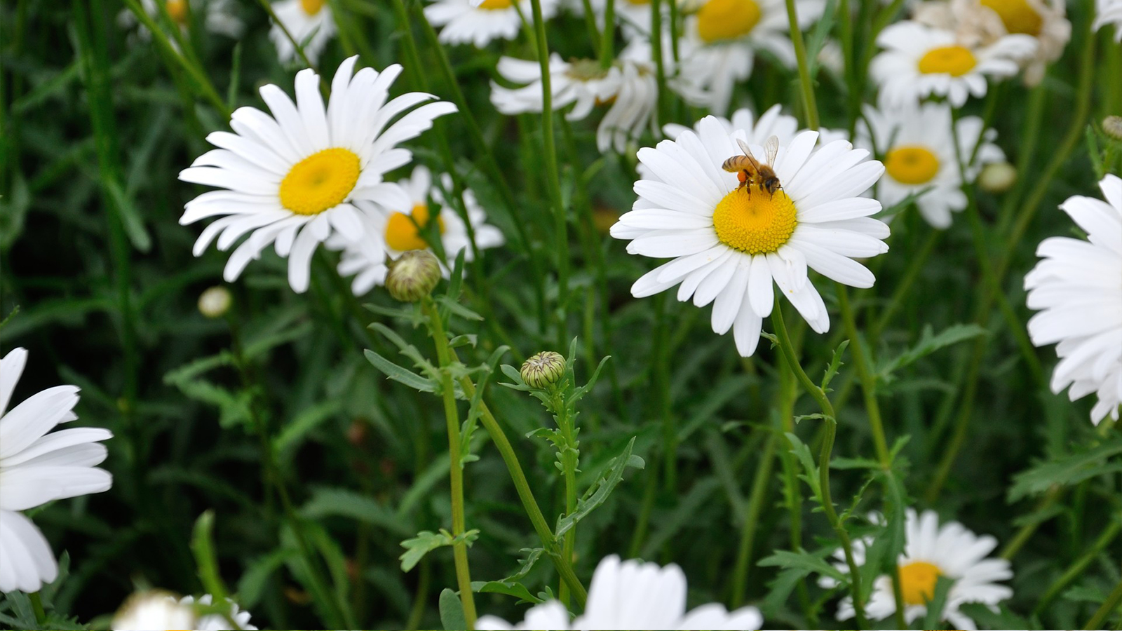 �����������е�Ԣ����� �����ֵ�����Ԣ�⼫�ѵ��к�����