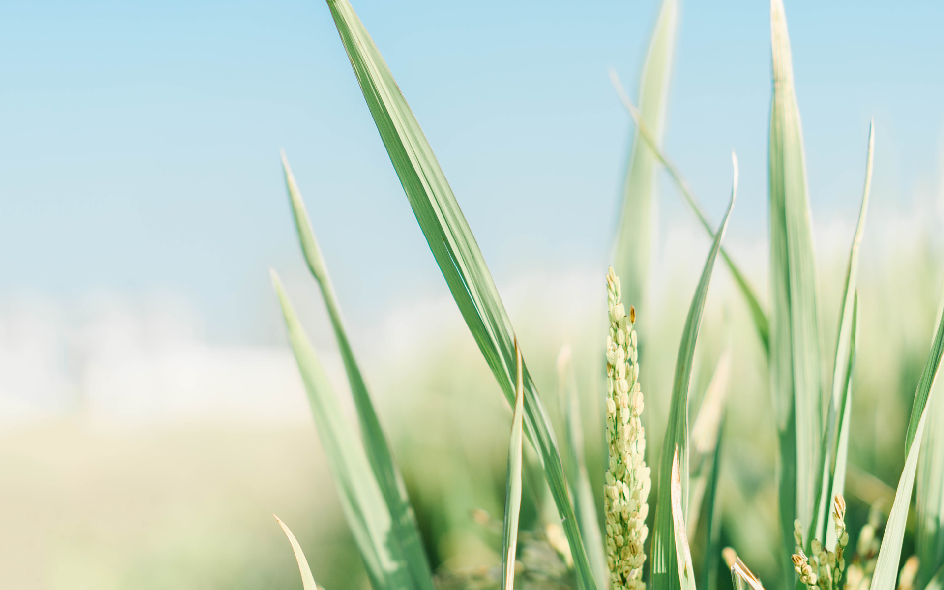 ���и���������к����� Ԣ�⼪����˵��к����ִ�ȫ