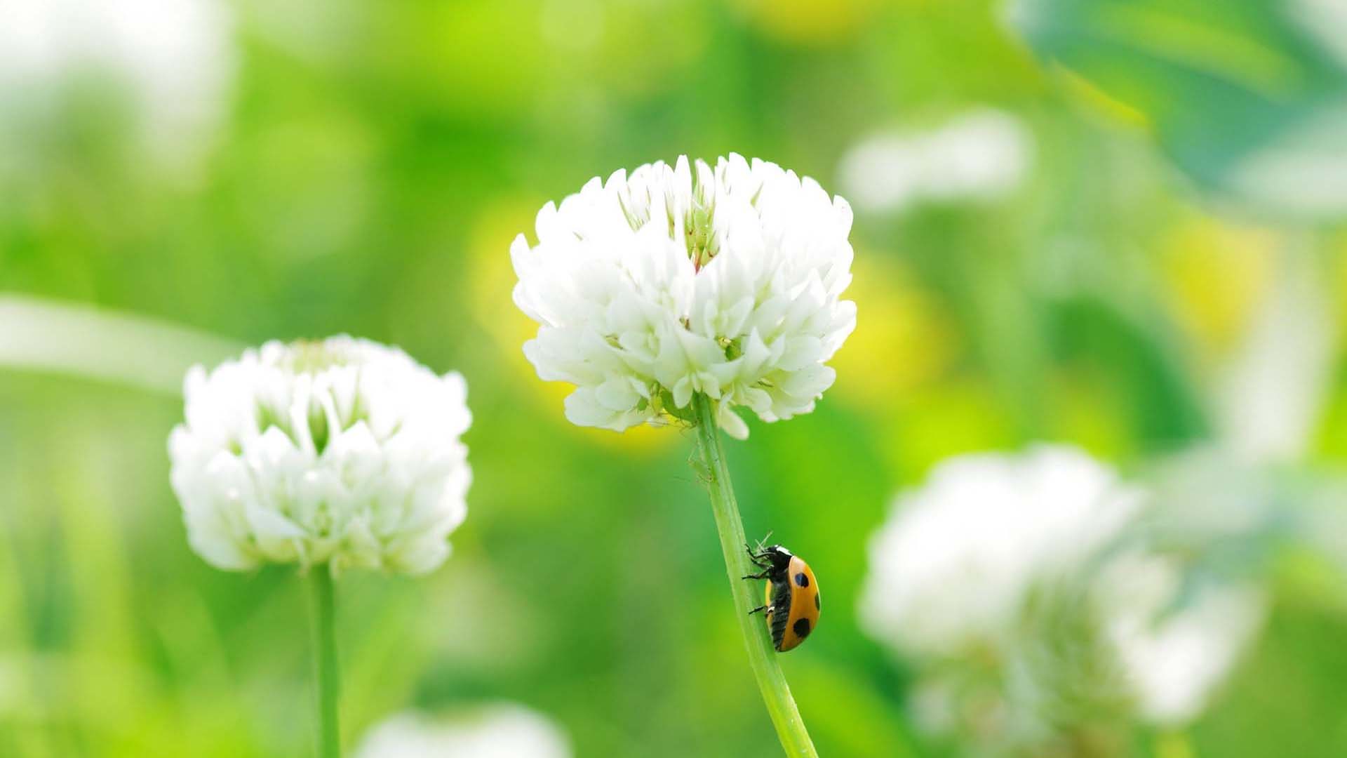 姓王的女孩唯美好听的名字 100分的王姓