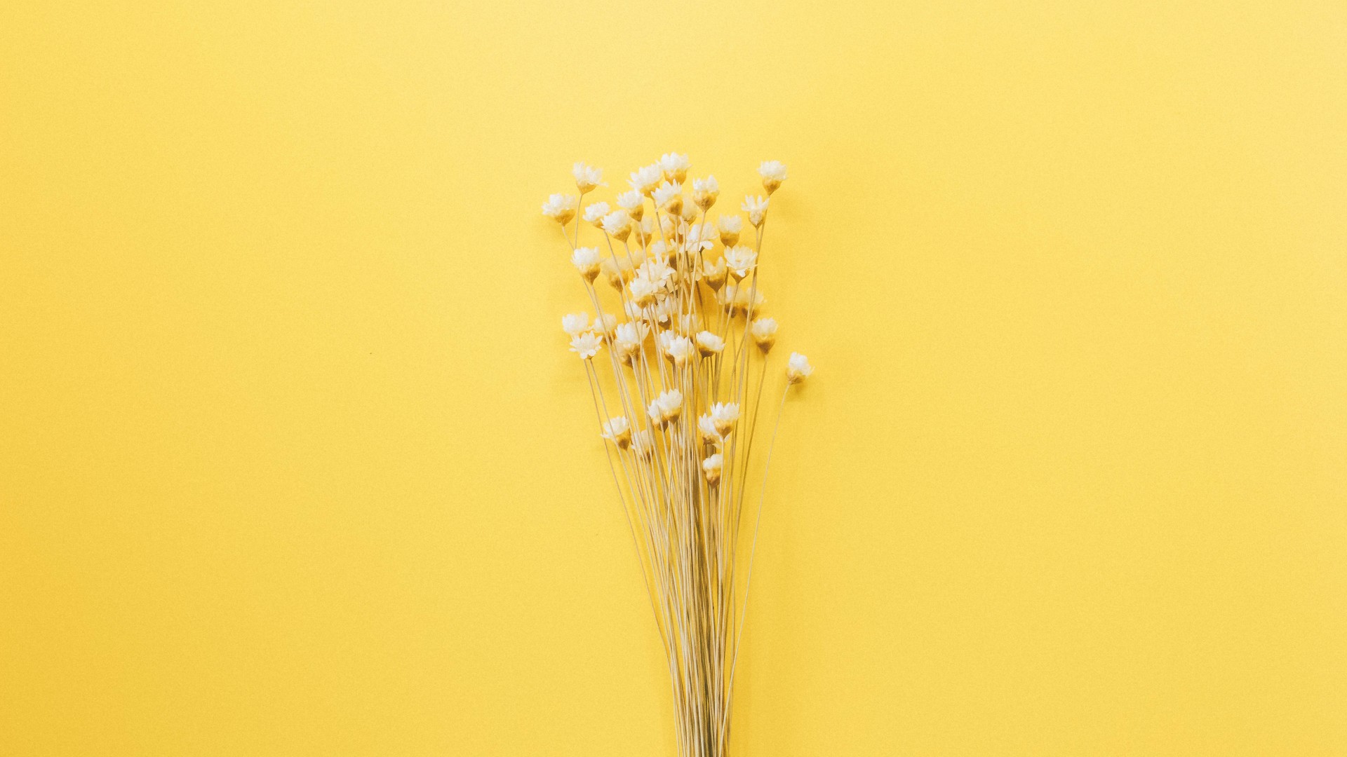 �����к���ţ��ʲô���ֺ� ţ�������б���100�ֵĺ�����