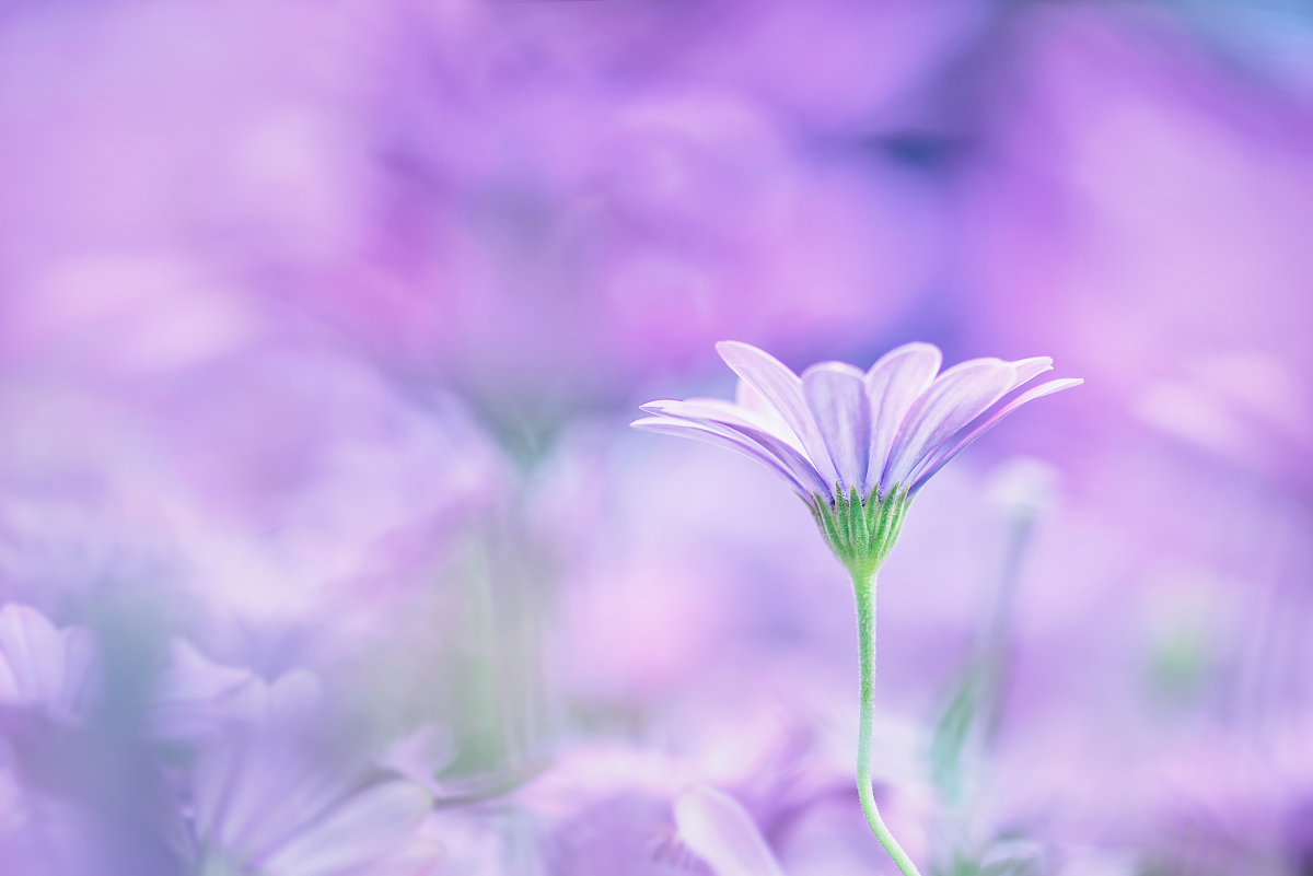 �������ֵĺ��弰���� �����ֵİ����к����ִ�ȫ