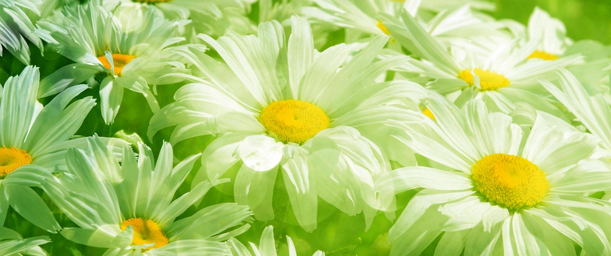 ��������Ԣ��ò���ʲô���� �����ֵ�Ψ��Ů������