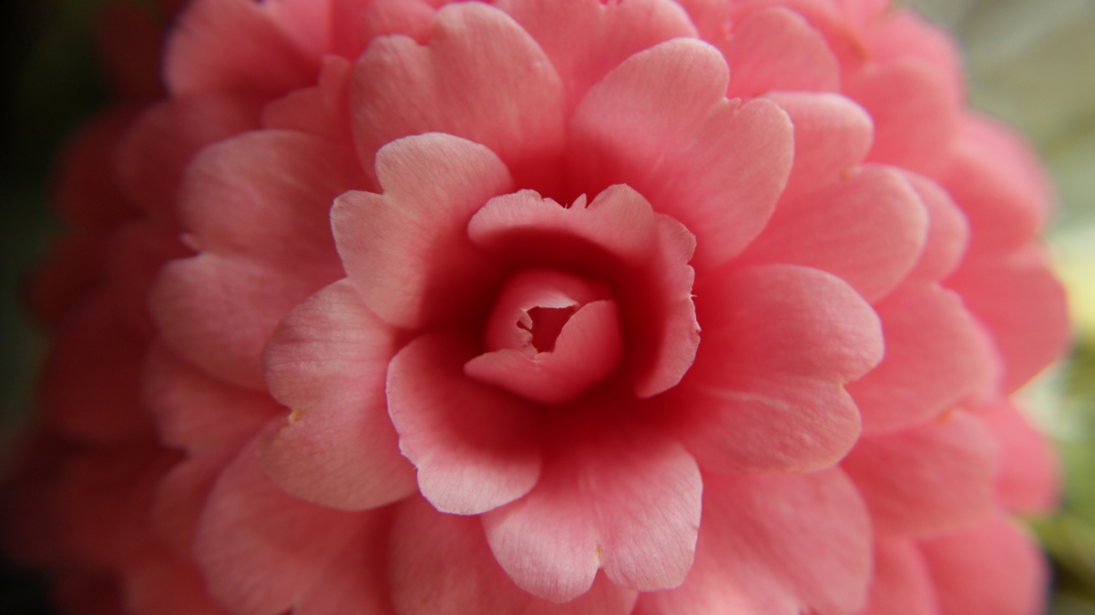 ϫ��ȡ��Ԣ����� ��ϫ���������Ů������