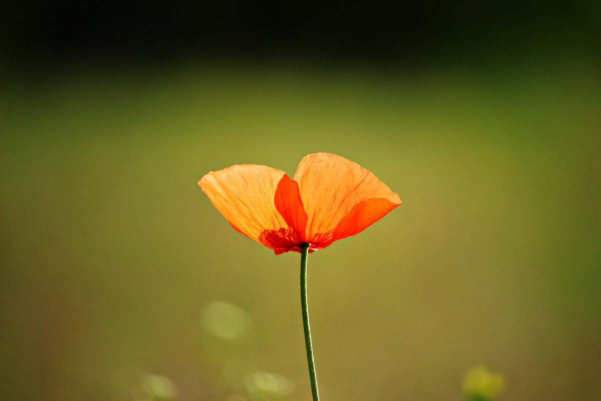 Ƚ��ȡ����Ԣ��ͺ��� ��Ƚ�ֵĹŷ�Ů������