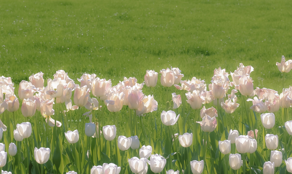 ����ȱ��Ů��100������