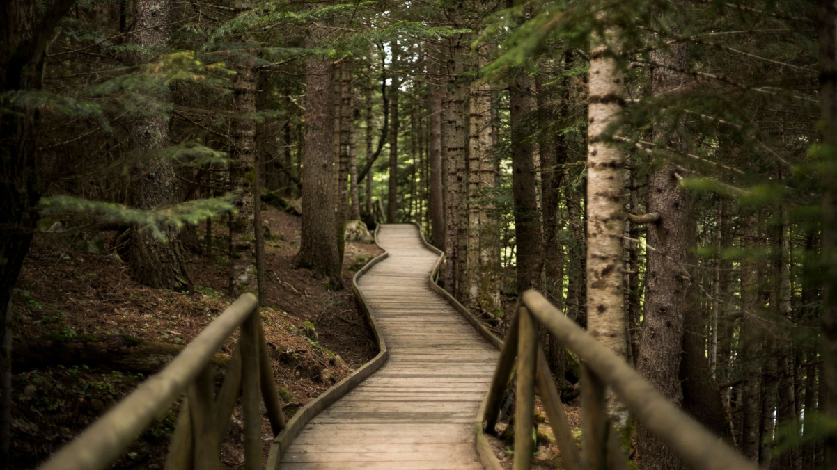 �к���ԣ�ֺ���������