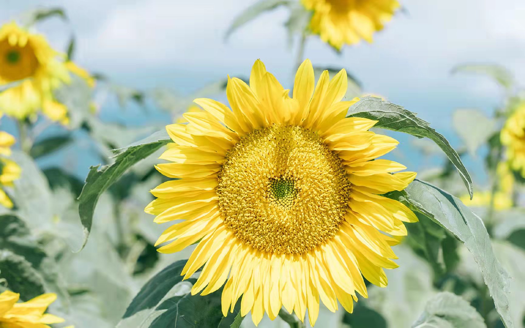 ������ľ�����к����ִ�ȫ