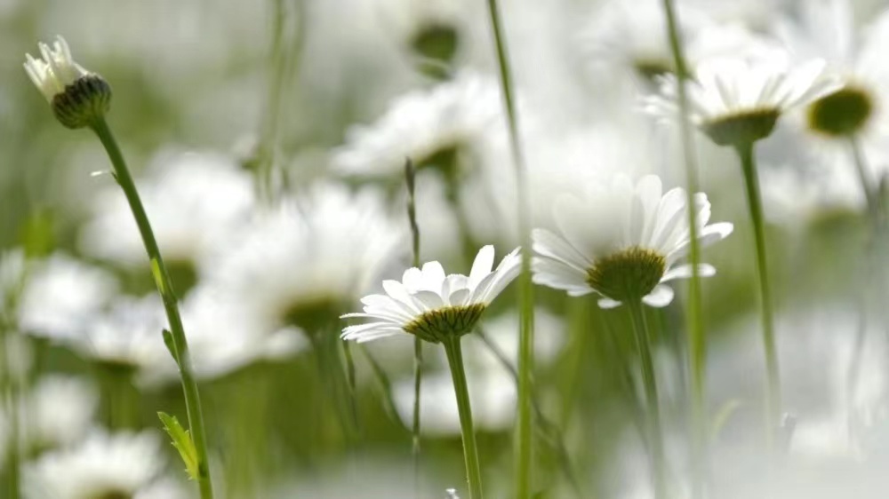 �к����������ִ�Ԣ�⼰����