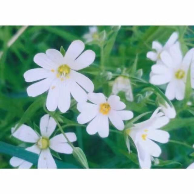 ���ֵ�Ԣ������� �����ֵ������к�����