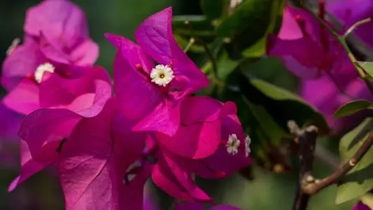 ��������Ů��������ò��ã�����ȡ��Ů����Ԣ��7������