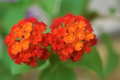 ϫ��ȡ��Ԣ����� �������Ů����������Щ