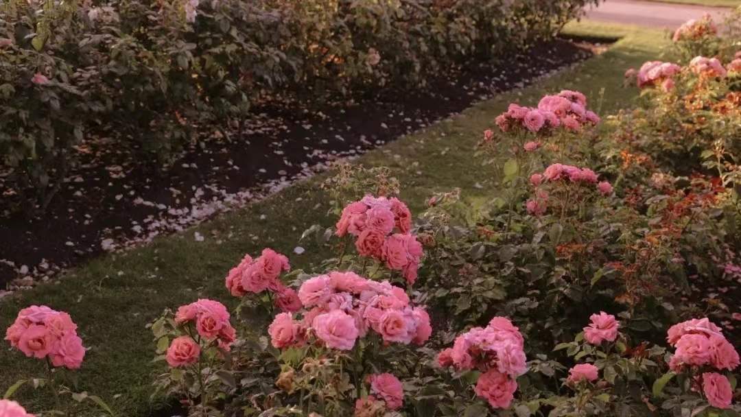 �����ر������Ů�����ִ�ȫ