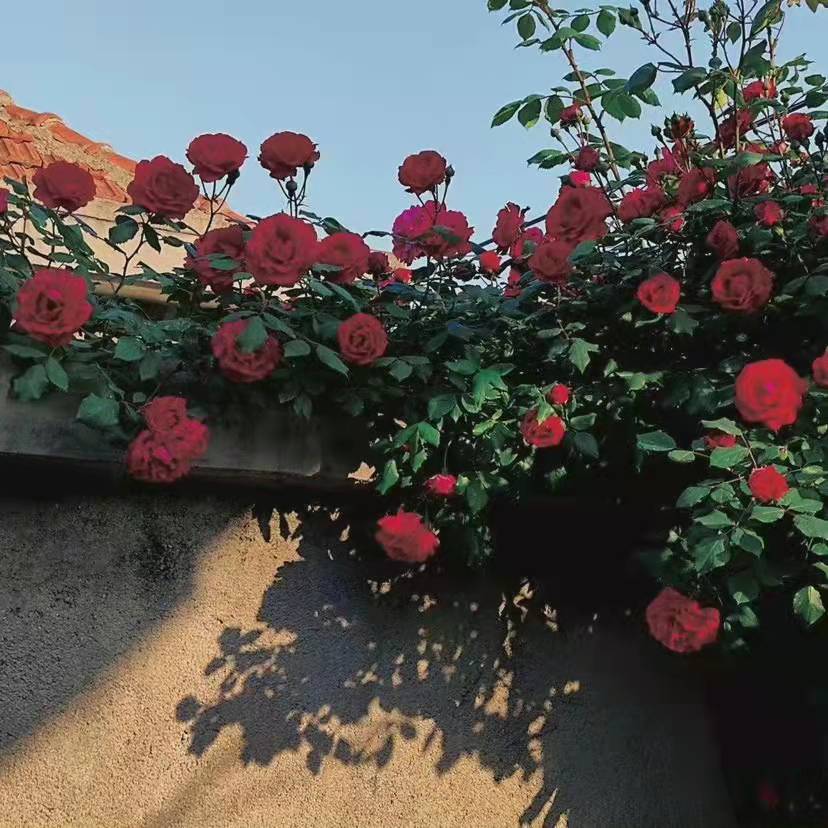 ����Ů���ŷ����ִ�ȫ