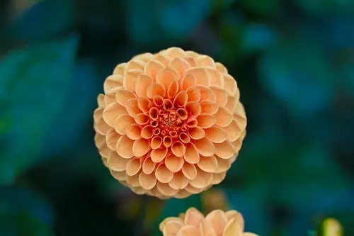 ����ȱ��100��Ů�����ִ�ȫ������ȱ��Ů�����������