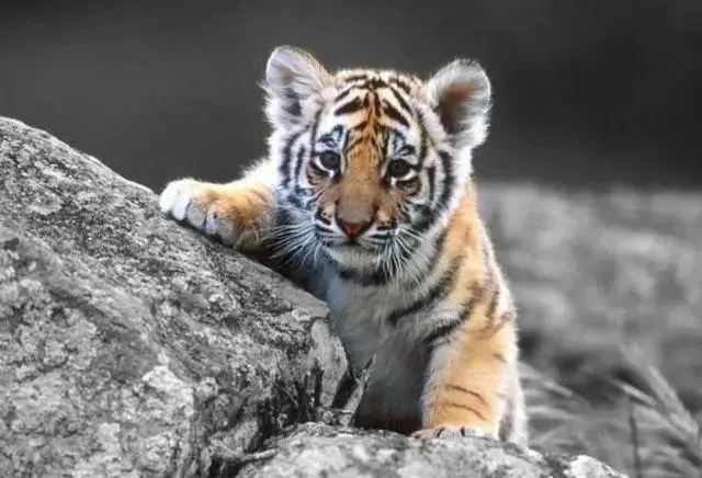 ����һ�³������к�ȡʲô���ֺã�����һ�·ݳ����к������Ƽ�