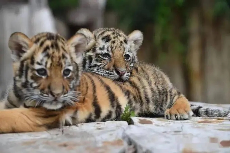 �������к��ʺ���ʲô���֣����걦�������ִ�ȫ�к�