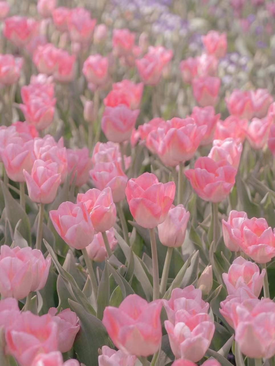 Ů���κͼ��ĸ���Ԣ����� �κ�ʲô�ִ���Ԣ���Ů��