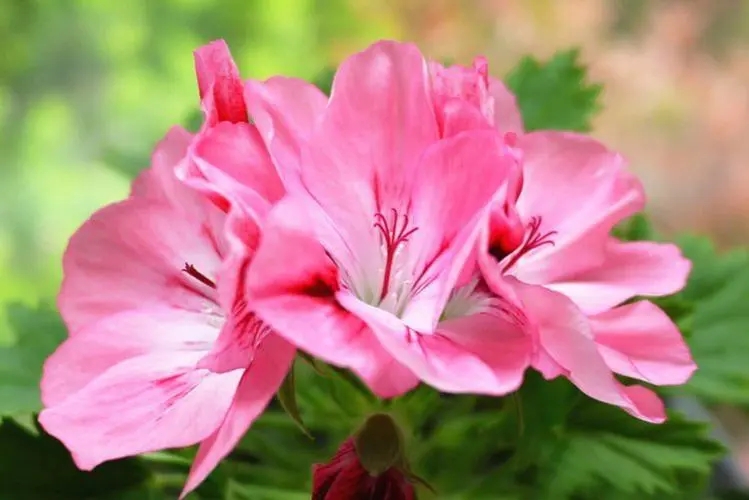 ����95�����ϵ�����Ů�� һ����һ���������ں���