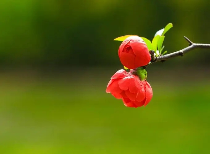 ����������ʲôȡ��Ԣ�����Ů��������Ů������������