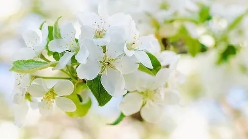 ����������ʲôȡ����Ԣ�⼰���壬����Ů�������������Ƽ�