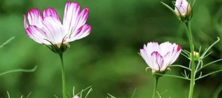 Ϊʲô˵���ֲ���ȡ��������ȡ����Ԣ�⼪��