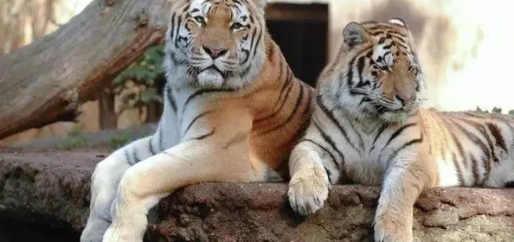 �����������ʮ����Ů��