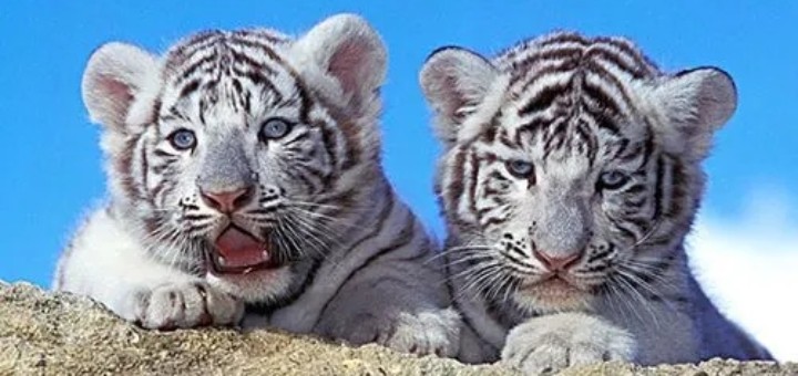 ��ɽ��ˮ����Ļ������������к�